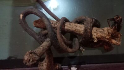 Begini Penampakan Benda Pusaka ‘Areuy Nyangreud’ Anti Maling yang Dimiliki  Warga Sumedang