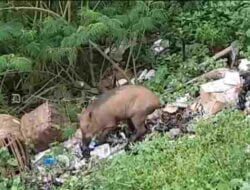 Tak Hanya Mitos Ular Kuning, Babi Hutan Misterius Juga Terkadang Muncul di Cadas Pangeran Sumedang