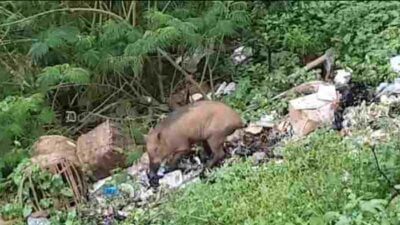 Tak Hanya Mitos Ular Kuning, Babi Hutan Misterius Juga Terkadang Muncul di Cadas Pangeran Sumedang