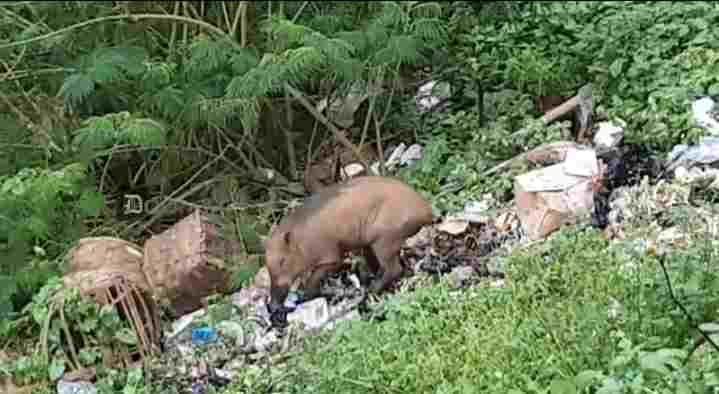 Babi Hutan Misterius