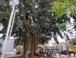 Dibalik Mitos Pohon Beringin Sarang “Deudeumit”, Ternyata Ini Manfaat Daun Beringin