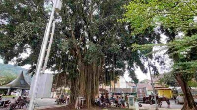 Dibalik Mitos Pohon Beringin Sarang “Deudeumit”, Ternyata Ini Manfaat Daun Beringin