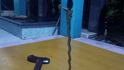 Misteri Keris Bisa Berdiri Sendiri Milik Warga Sumedang Terkuak, Ternyata Ini Rahasianya