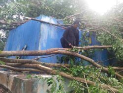 Angin Kencang di Ciawitali Sumedang, Pohon Tumbang dan Bangunan Ambruk