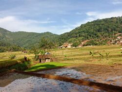 Persawahan di Sumedang Ini Dinilai Cocok Disulap Jadi Objek Wisata