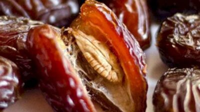 Subhanalloh! Jangan Buang Biji Kurma, Ini Khasiatnya untuk Warga Sumedang Cocok Sajian Buka Puasa