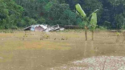 hektaran sawah terendam banjir