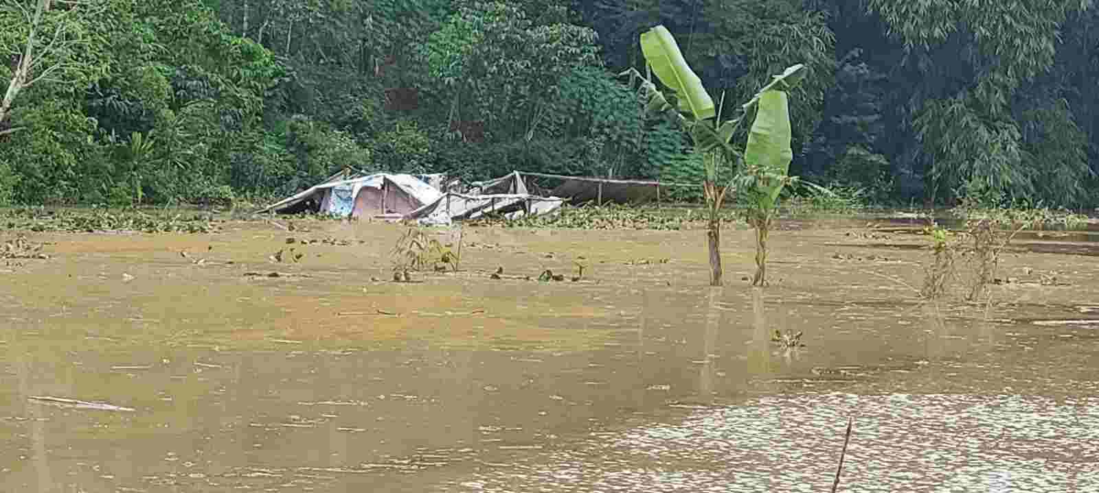 hektaran sawah terendam banjir