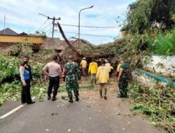 Pohon Beringin Berusia Ratusan Tahun di Rancakalong Sumedang Tumbang Tutup Jalan