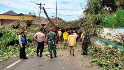Pohon Beringin Berusia Ratusan Tahun di Rancakalong Sumedang Tumbang Tutup Jalan