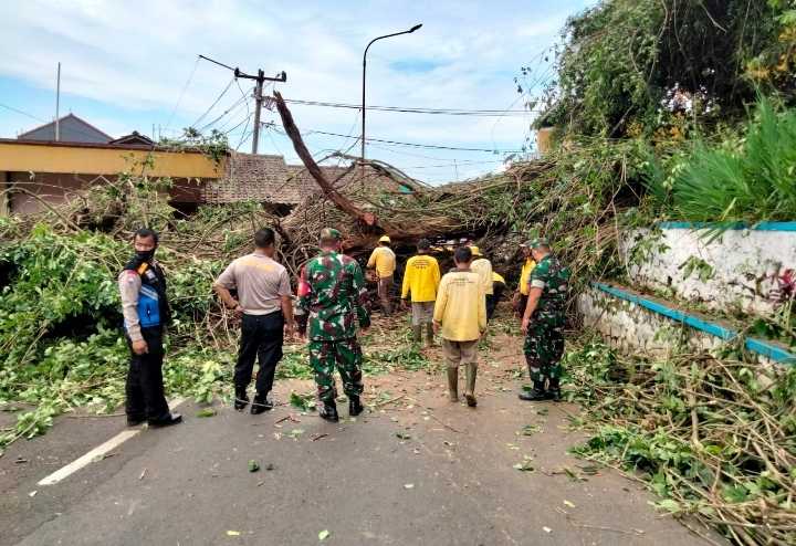 Beringin Tumbang Tutup Jalan