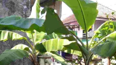 khasiat daun pisang