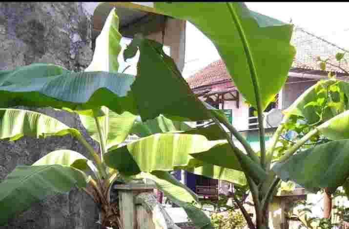 khasiat daun pisang