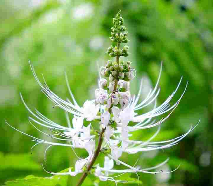 Obat Tradisional