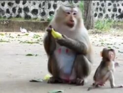 Aneh! Ada Monyet Menangis Saat Ditangkap Pawang di Sumedang
