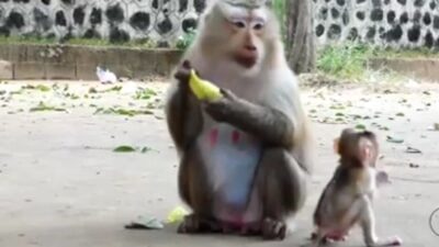 Aneh! Ada Monyet Menangis Saat Ditangkap Pawang di Sumedang
