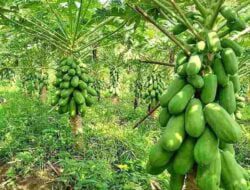 Segudang Manfaat Buah Pepaya dari Kangker Hingga kecantikan Wajah, Ini Kata Warga Sumedang