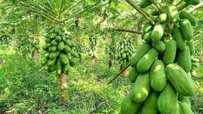 manfaat buah pepaya