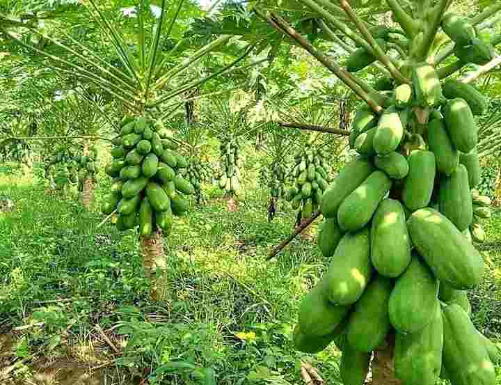 manfaat buah pepaya