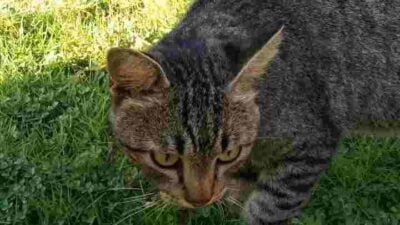 Mitos Tentang Kucing, Apa Menurut Islam dan Fakta Ilmiah Bila Sengaja Dibunuh?