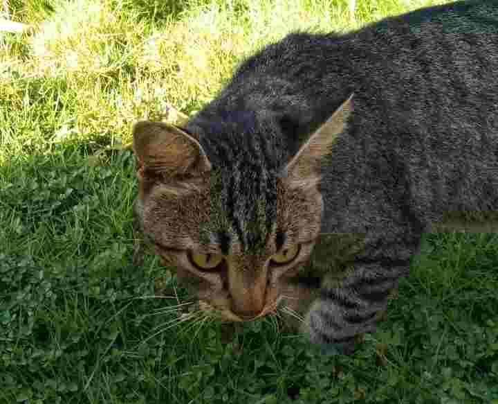 mitos tentang kucing
