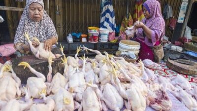 daging ayam