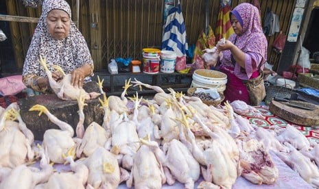 daging ayam