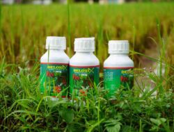 Pria di Desa Mekarmulya Sumedang Ini, Mampu Memproduksi Nutrisi Tanaman