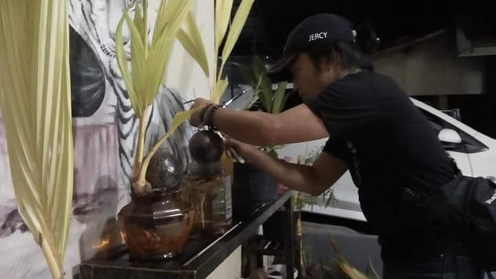 bonsai kelapa