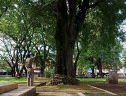 Berusia Ratusan Tahun, 7 Pohon Asam Ini Masih Tumbuh Subur di Alun-Alun Situraja Sumedang