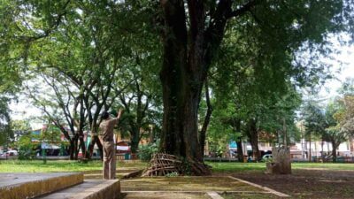 Pohon Asam Berusia Ratusan