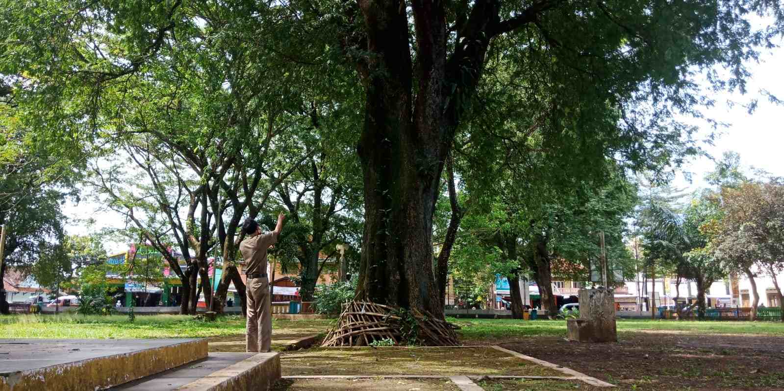 Pohon Asam Berusia Ratusan