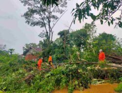 Pohon Tumbang Timpa Saung di Sumedang, Tiga Orang  Luka-luka, Satu Diantaranya Patah Tulang