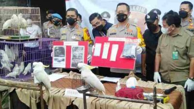 Kasus Perdagangan Satwa Langka di Bandung Berhasil Diungkap Polisi