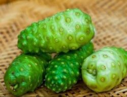 Manfaat Buah Mengkudu, Si Buruk Rupa Asli Indonesia yang Bisa Bantu Sembuhkan Darah Tinggi Hingga Stres