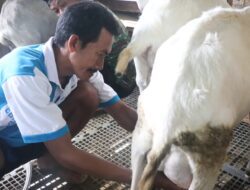 Berkali-kali Gagal, Kini Pria Asal Rancakalong Sumedang Kini Sukses Usaha Susu Kambing