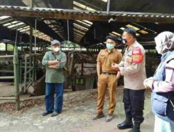 Bantu Cegah Sebaran Wabah PMK, Polsek Cikancung Awasi Peternakan Sapi