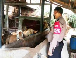 Cegah Wabah PMK Muncul di Cikancung, Polisi dan Distan Bandung Cek Kesehatan Ternak