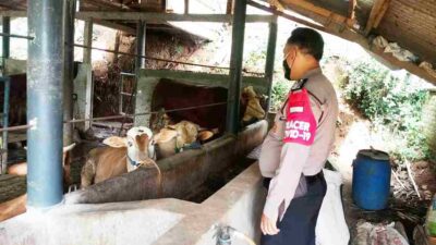 Cegah Wabah PMK Muncul di Cikancung, Polisi dan Distan Bandung Cek Kesehatan Ternak