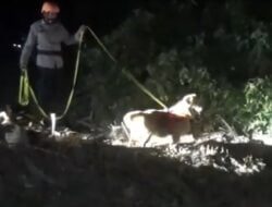 Anjing Pelacak Spesialis Pengendus Mayat Diterjunkan Cari Anak Korban Banjir Bandang di Sumedang