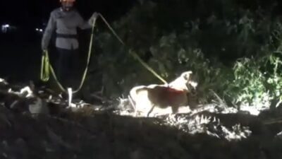 Anjing Pelacak Spesialis Pengendus Mayat Diterjunkan Cari Anak Korban Banjir Bandang di Sumedang