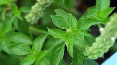 Wajib Tahu, Ini Manfaat Daun Kemangi dan Daun Salam untuk Kesehatan