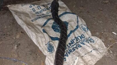 Heboh Ular King Kobra Berukuran 2 Meter Masuk ke Ruko Milik Warga di Sumedang