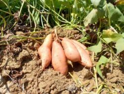 Harga Pupuk Naik, Petani Ubi Cilembu di Sumedang Meradang