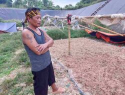 Manfaatkan Limbah Bulu, Pria di Sumedang Ini Olah Bulu Ayam Jadi Pupuk Organik