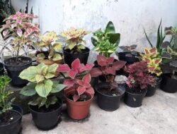 Banyak Tumbuh Liar di Kebun, Ini Khasiat Daun Jawer Kotok yang Wajib Diketahui