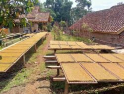 Harga Jual Tembakau di Sumedang Murah, Petani Mengeluh