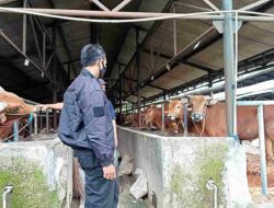 Gegara PMK Produksi Susu Anjlok, DKPP Jabar Fokus Vaksinasi di Sentra Sapi Perah