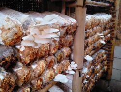 Kisah Sukses Petani Jamur Tiram di Sumedang, Sempat Gagal Panen, Kini Beromset Jutaan Rupiah