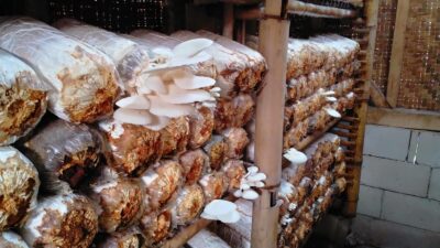 Kisah Sukses Petani Jamur Tiram di Sumedang, Sempat Gagal Panen, Kini Beromset Jutaan Rupiah